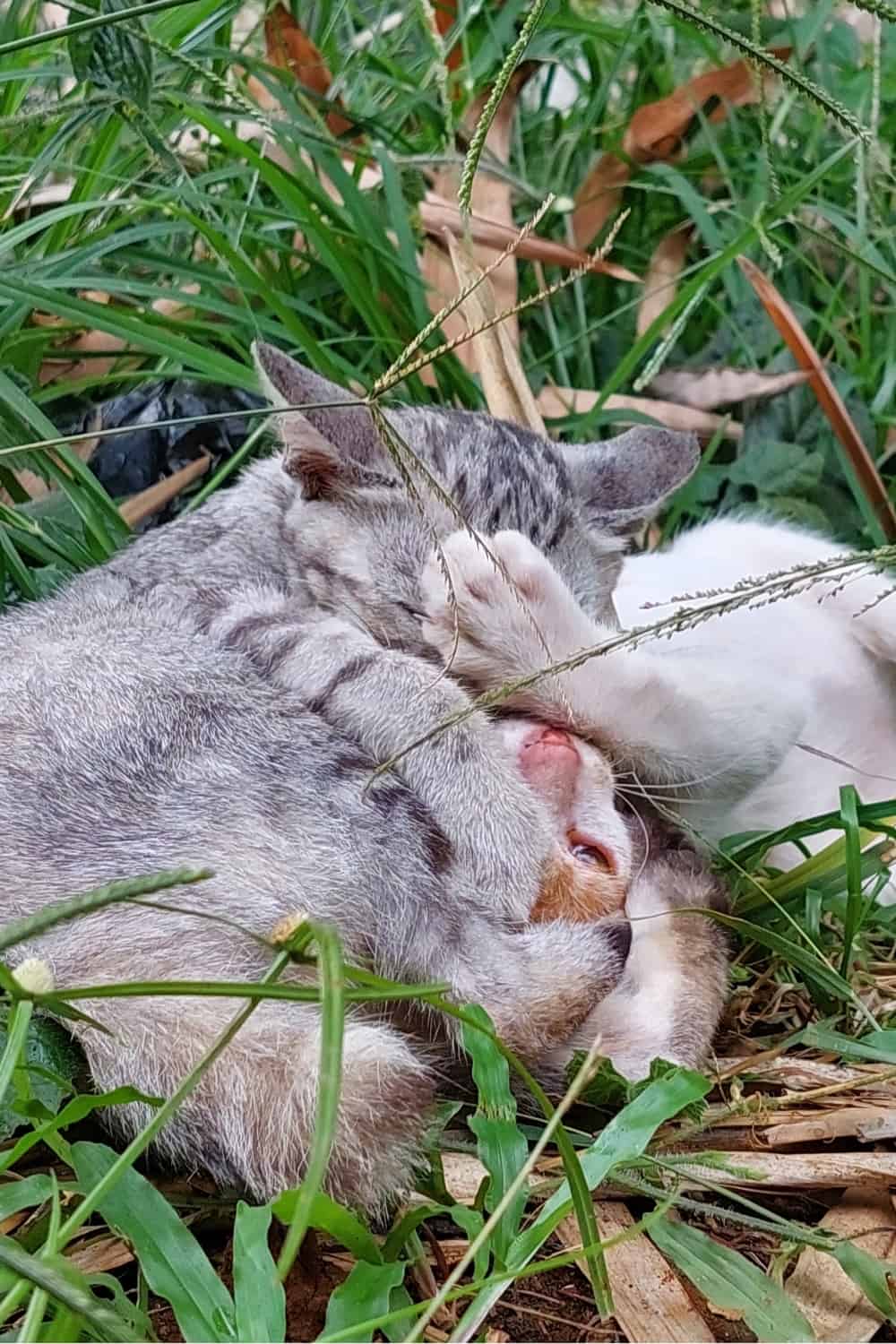 cat bitting neck of the other cat