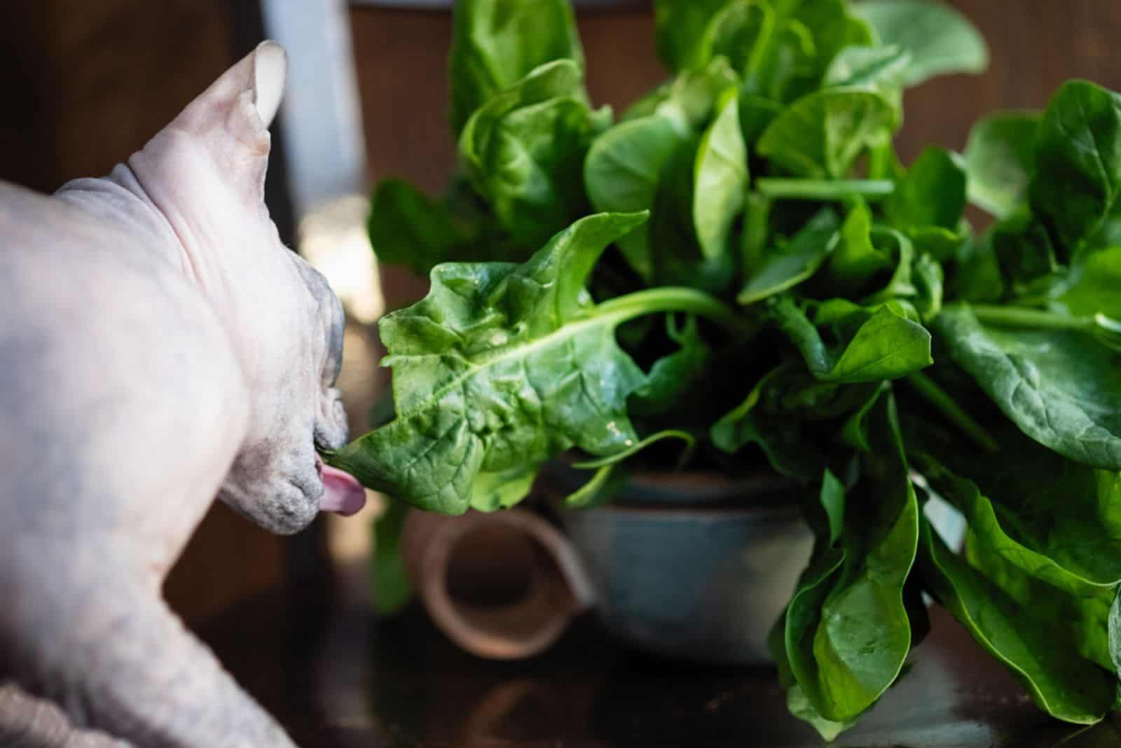 cat breeds sphinx eats spinach leaves