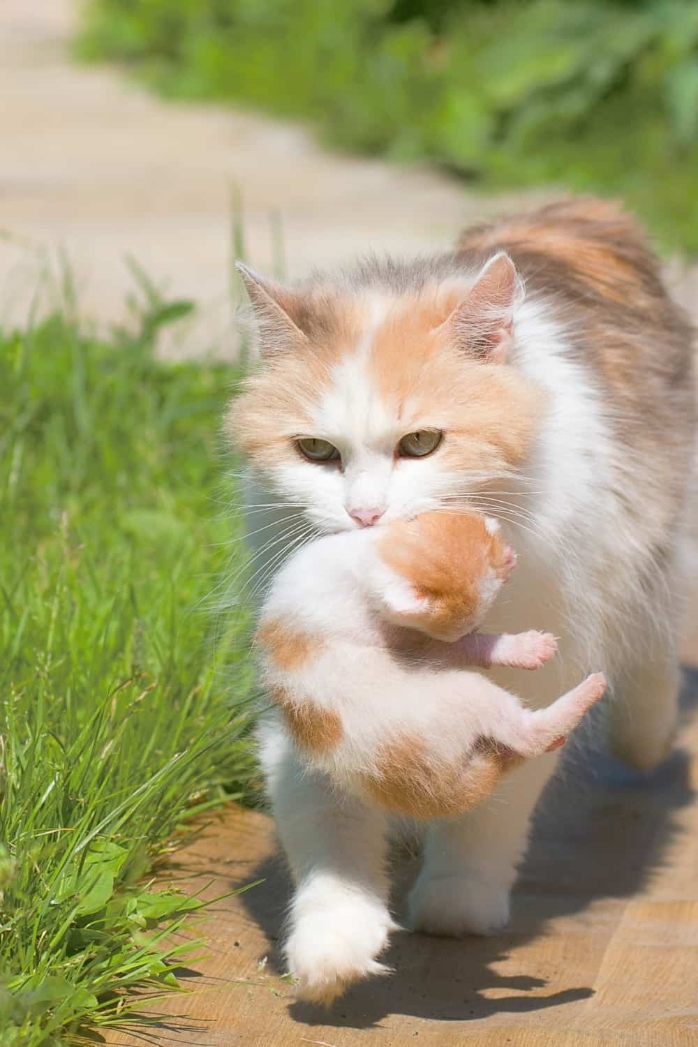 cat carrying kitten outside