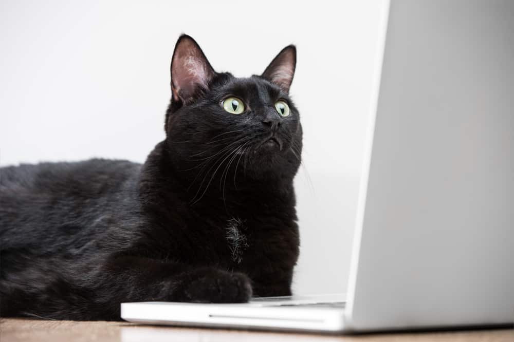 can cats see computer and tablet screens