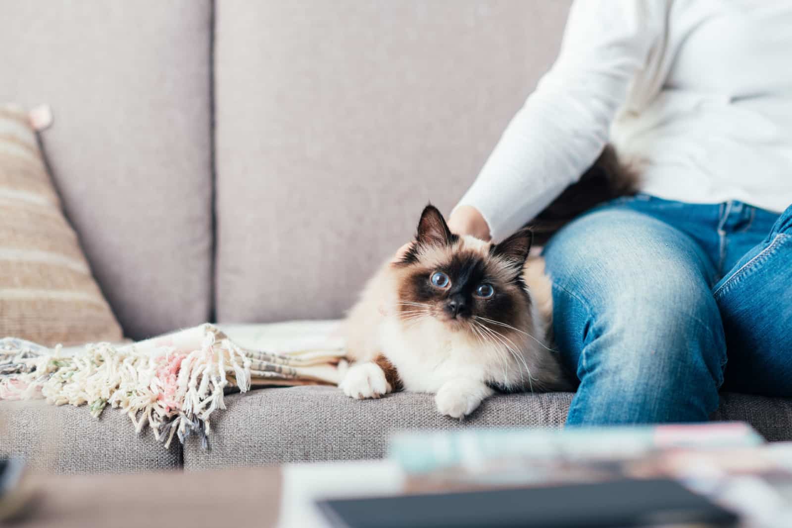 cat cuddles next to a woman on couch