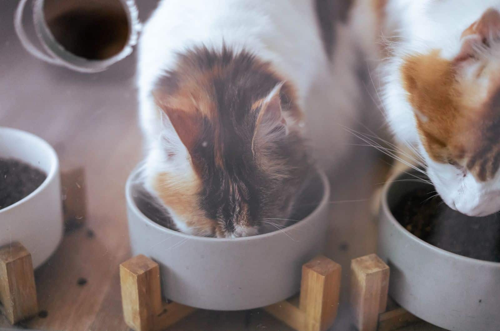 cat drinking from bowl