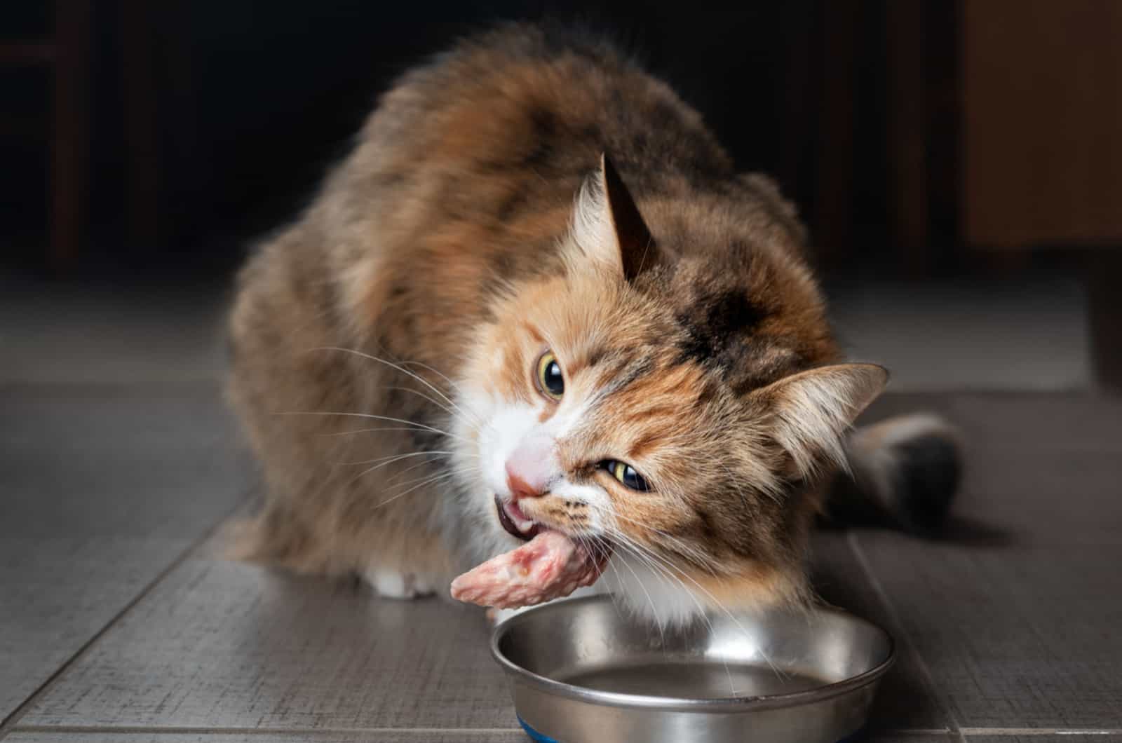 cat eating chicken