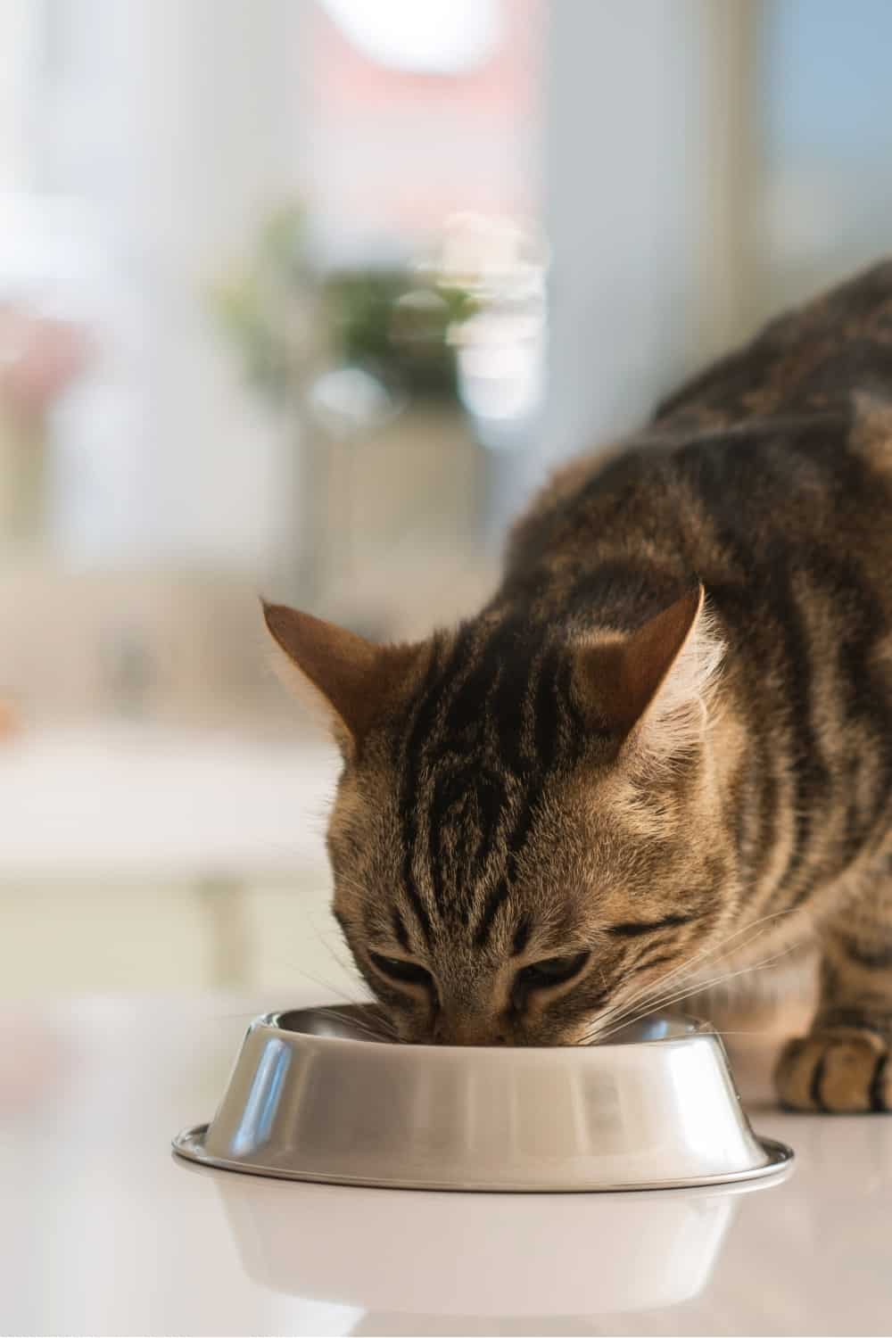 cat eating from a bowl