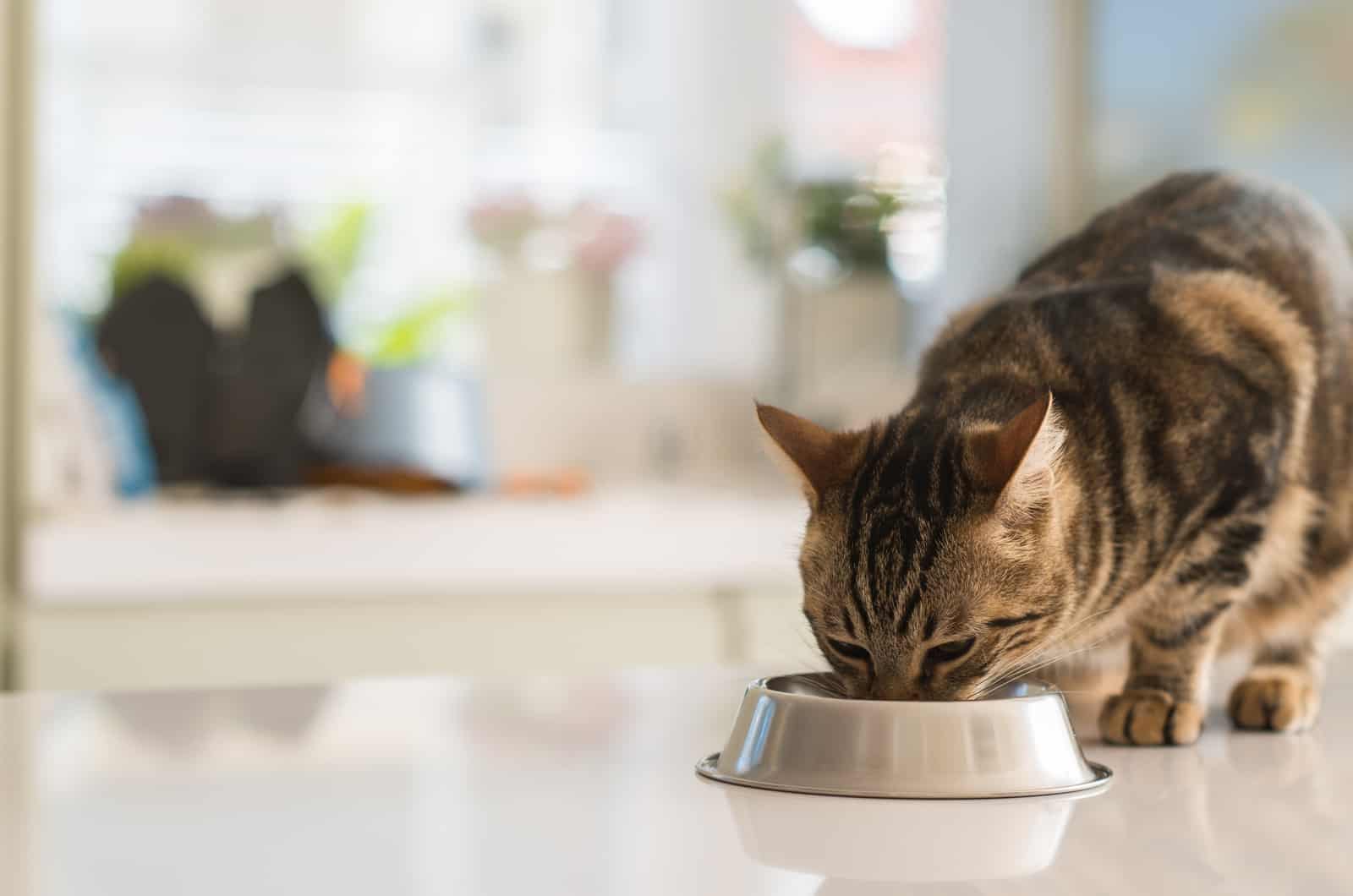 cat eating from a metal bowl