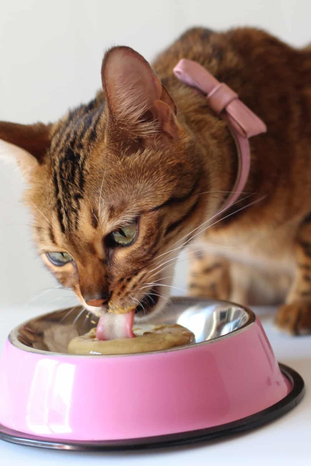 cat eating from a pink bowl