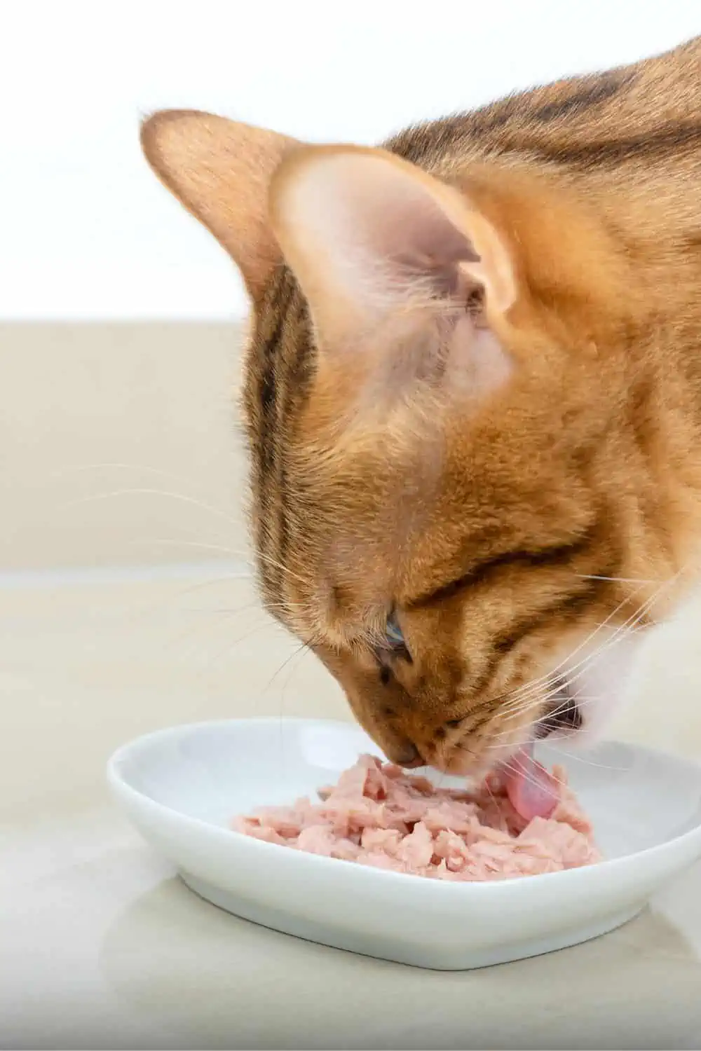 an orange cat eating tuna from a plate