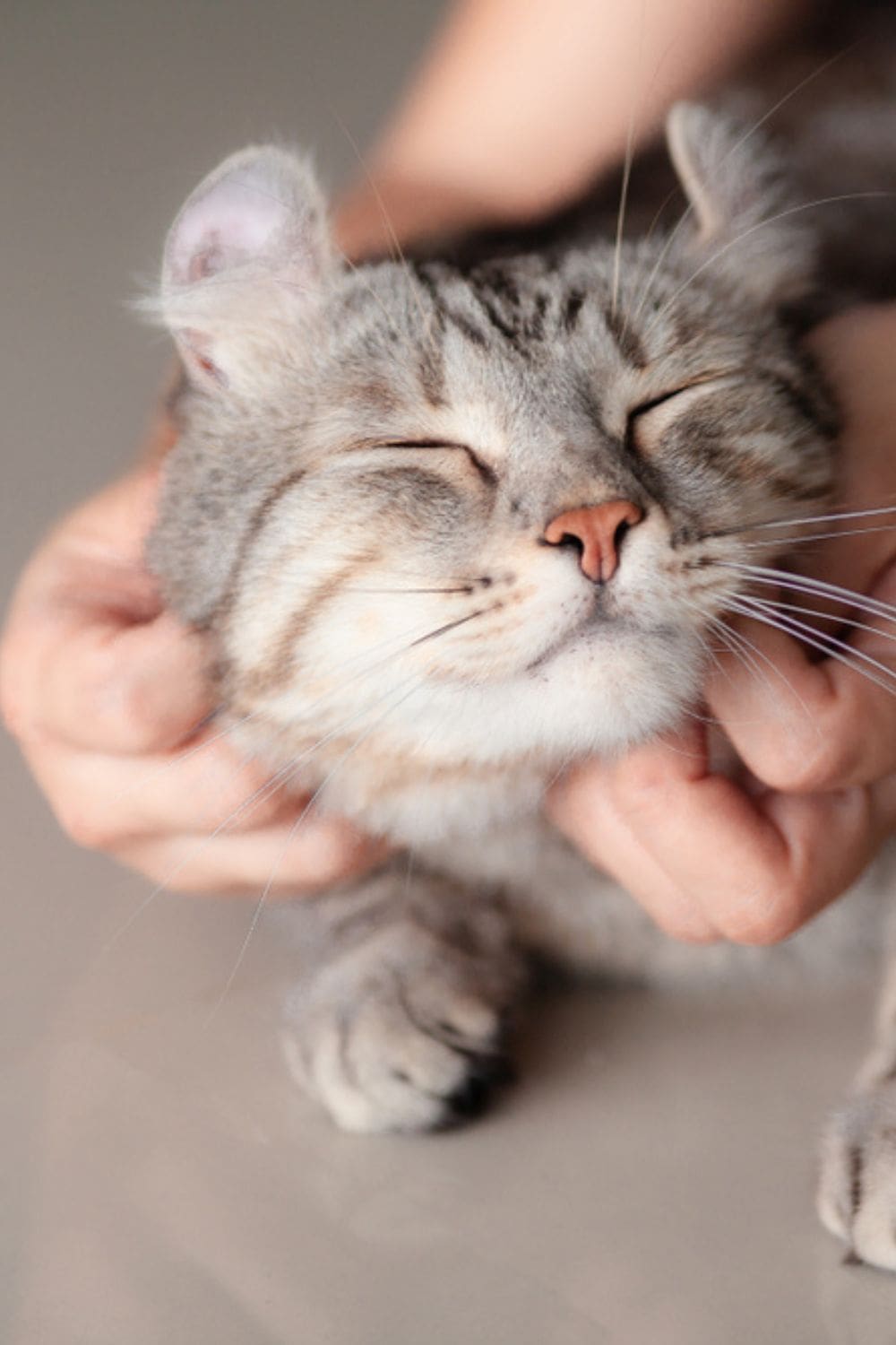 cat enjoying being cuddled