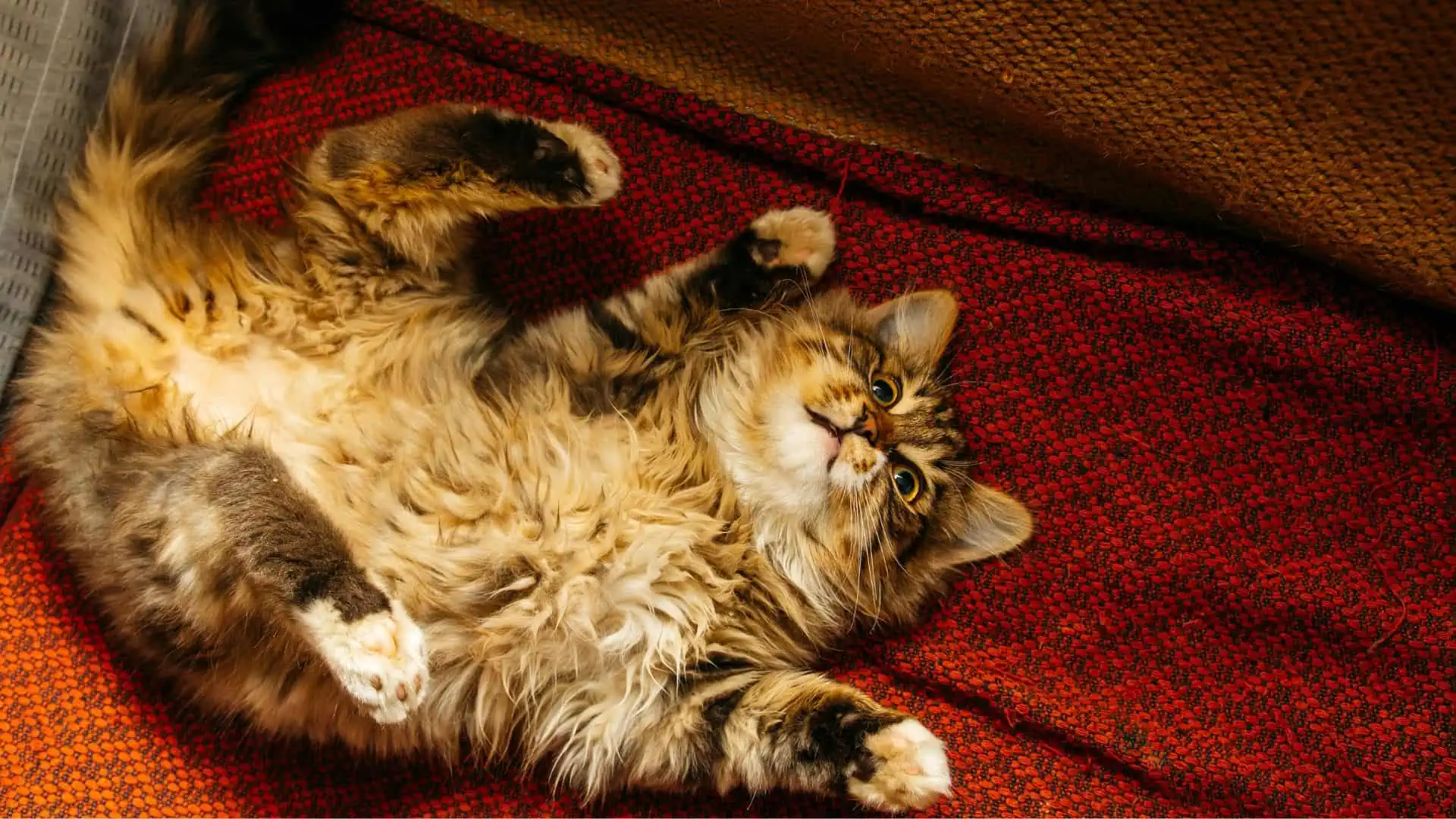 relaxed cat flopped down on red blanket