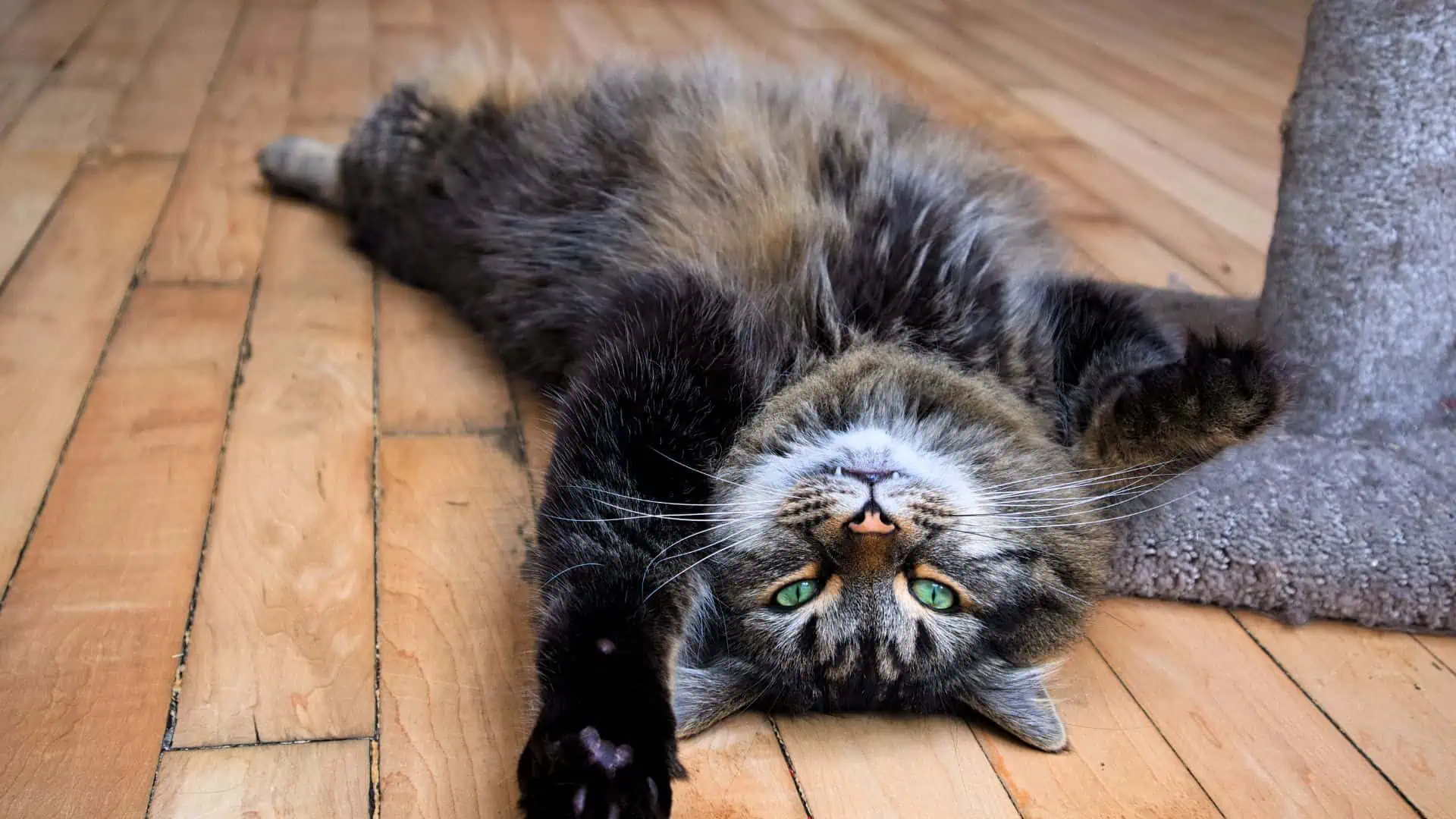 maine coon cat flopped down