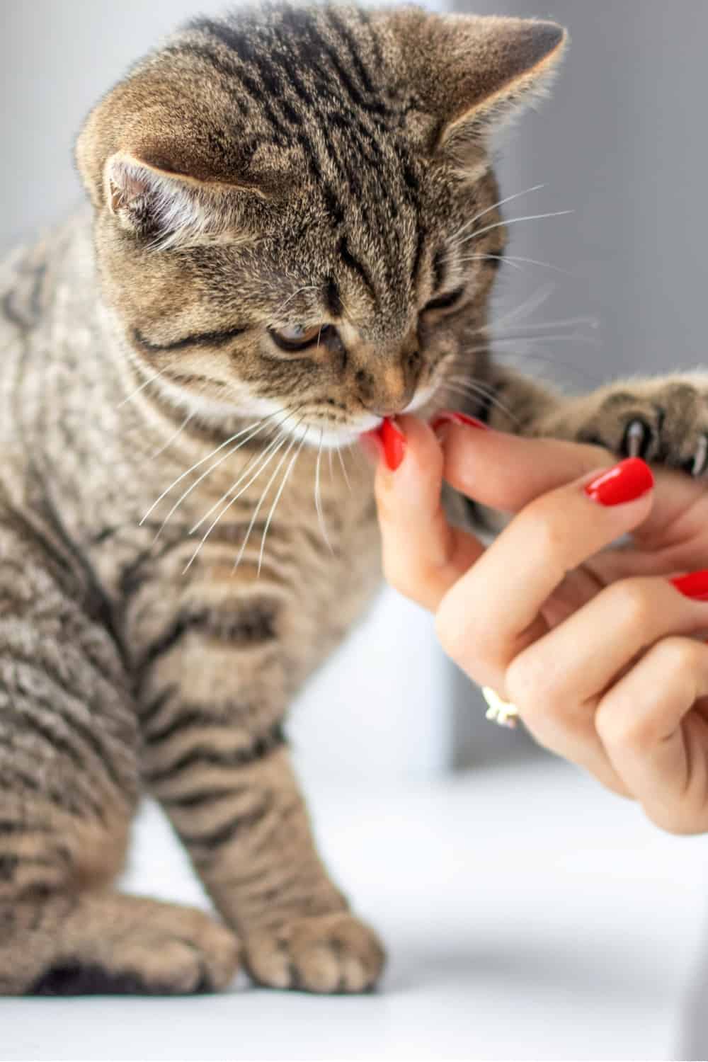 cat getting a treat