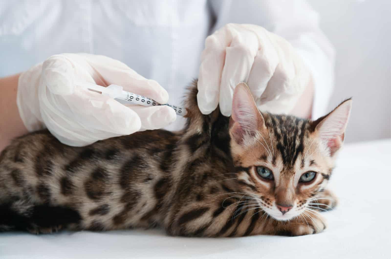 cat getting a vaccine shot