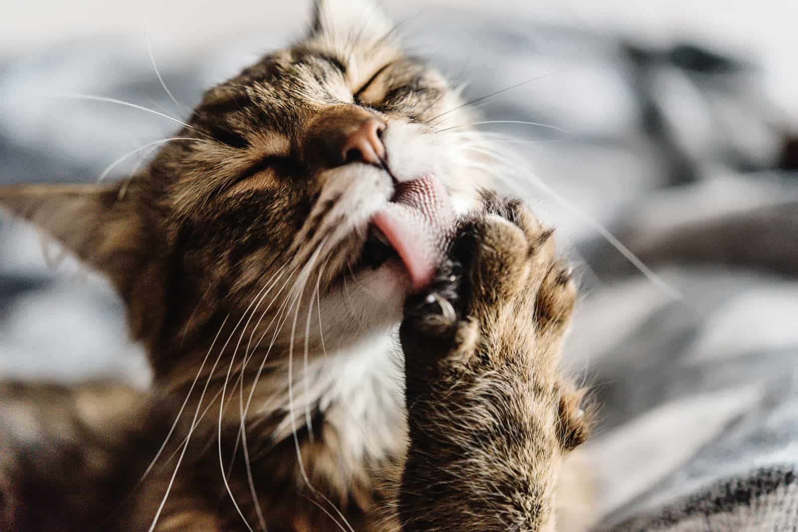 cat grooming itself