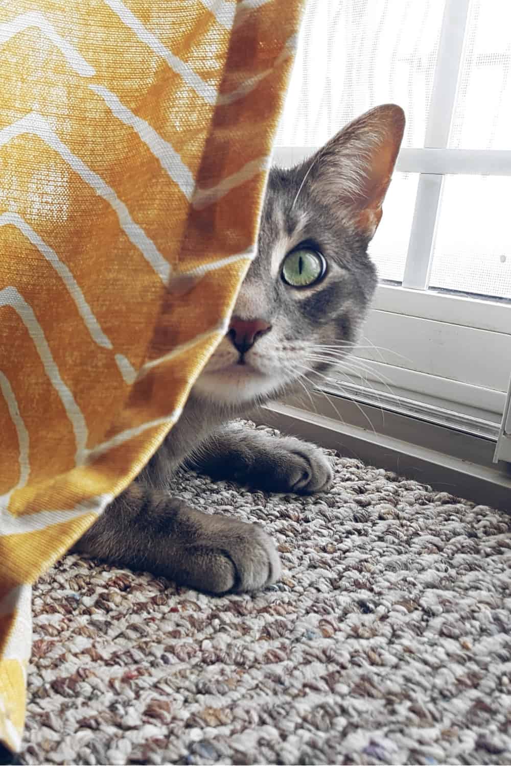 cat hiding behind yellow curtain