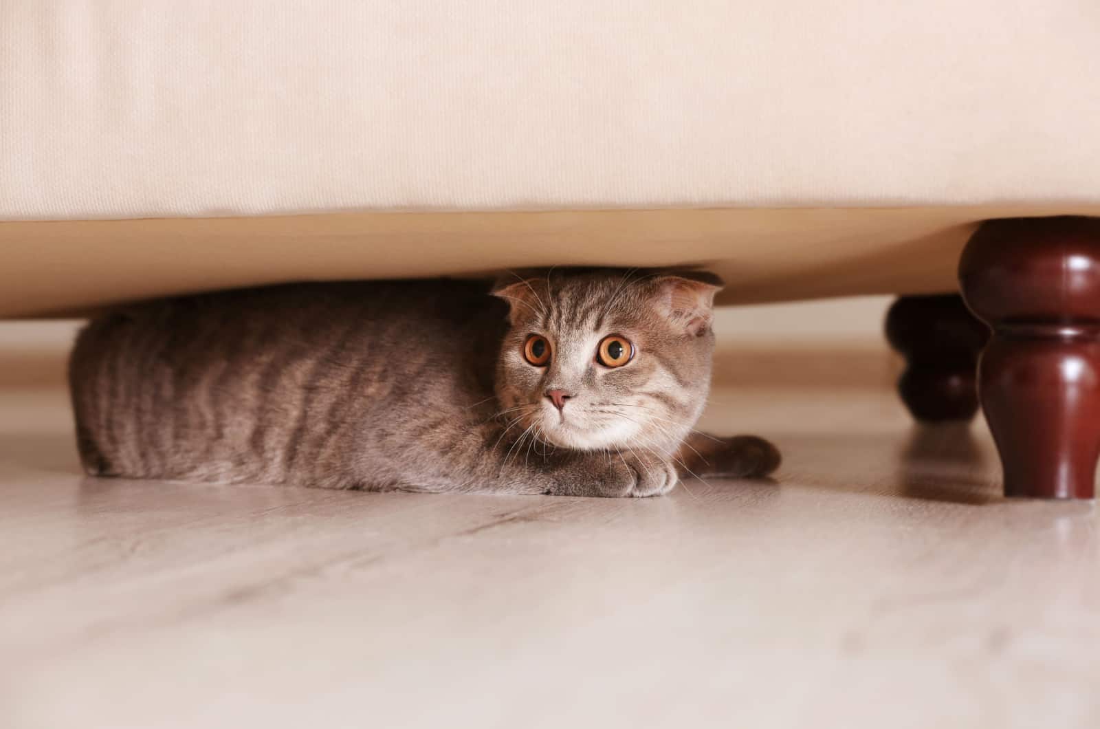 cat hiding under a couch