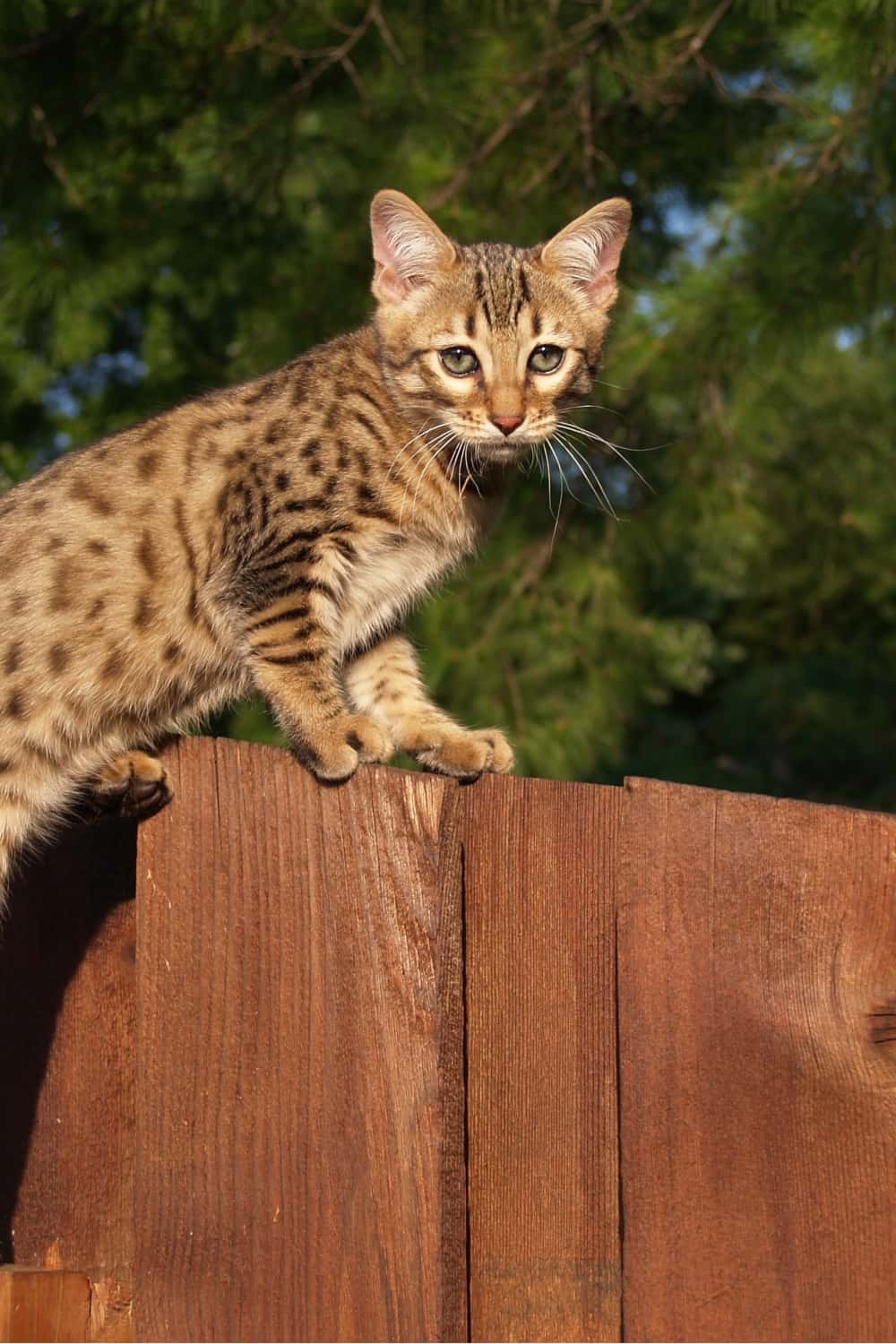 cat holding two paws on wooden fence