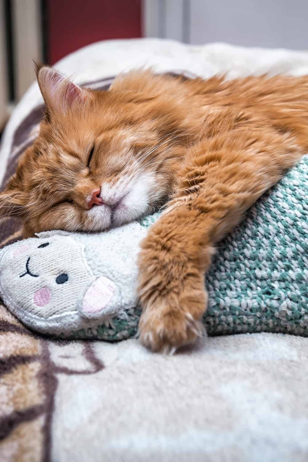 cat hugging owners socks