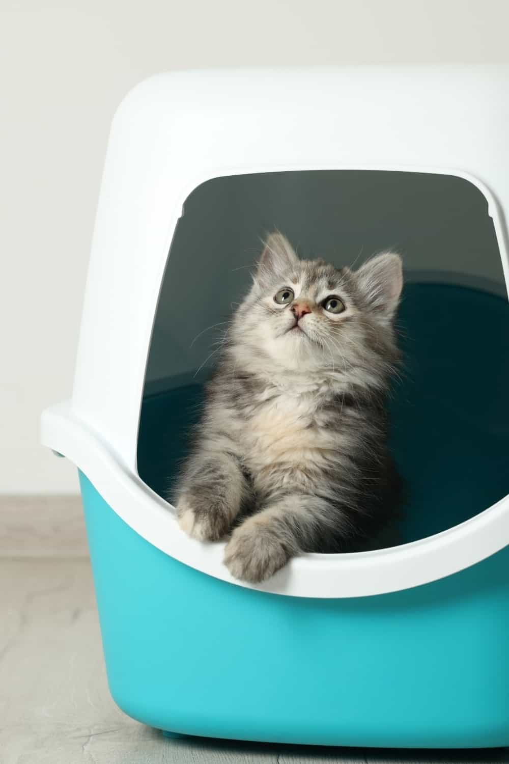 cat in a litter box