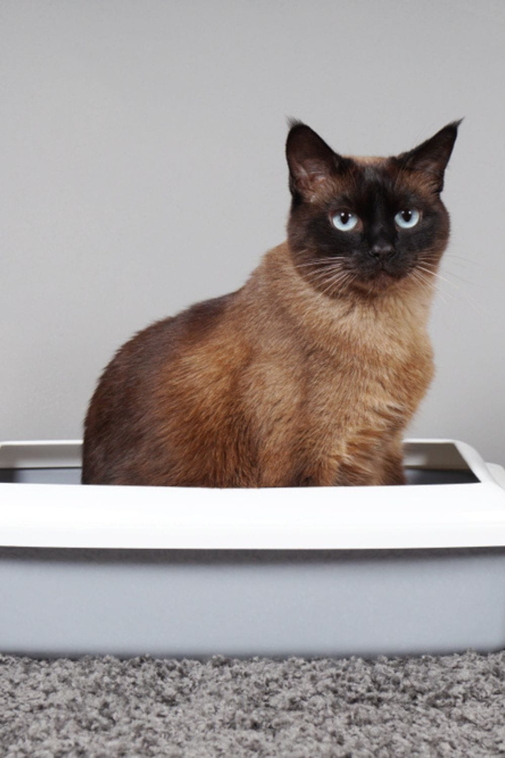 cat in a litter box