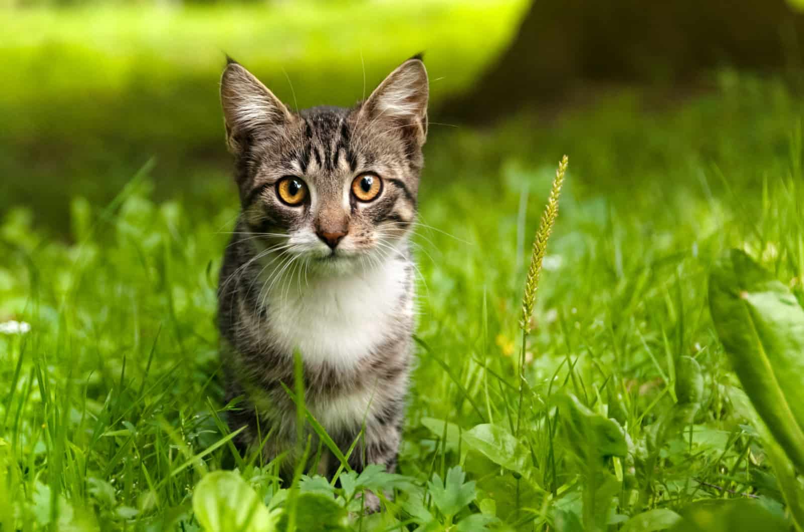 cat in grass