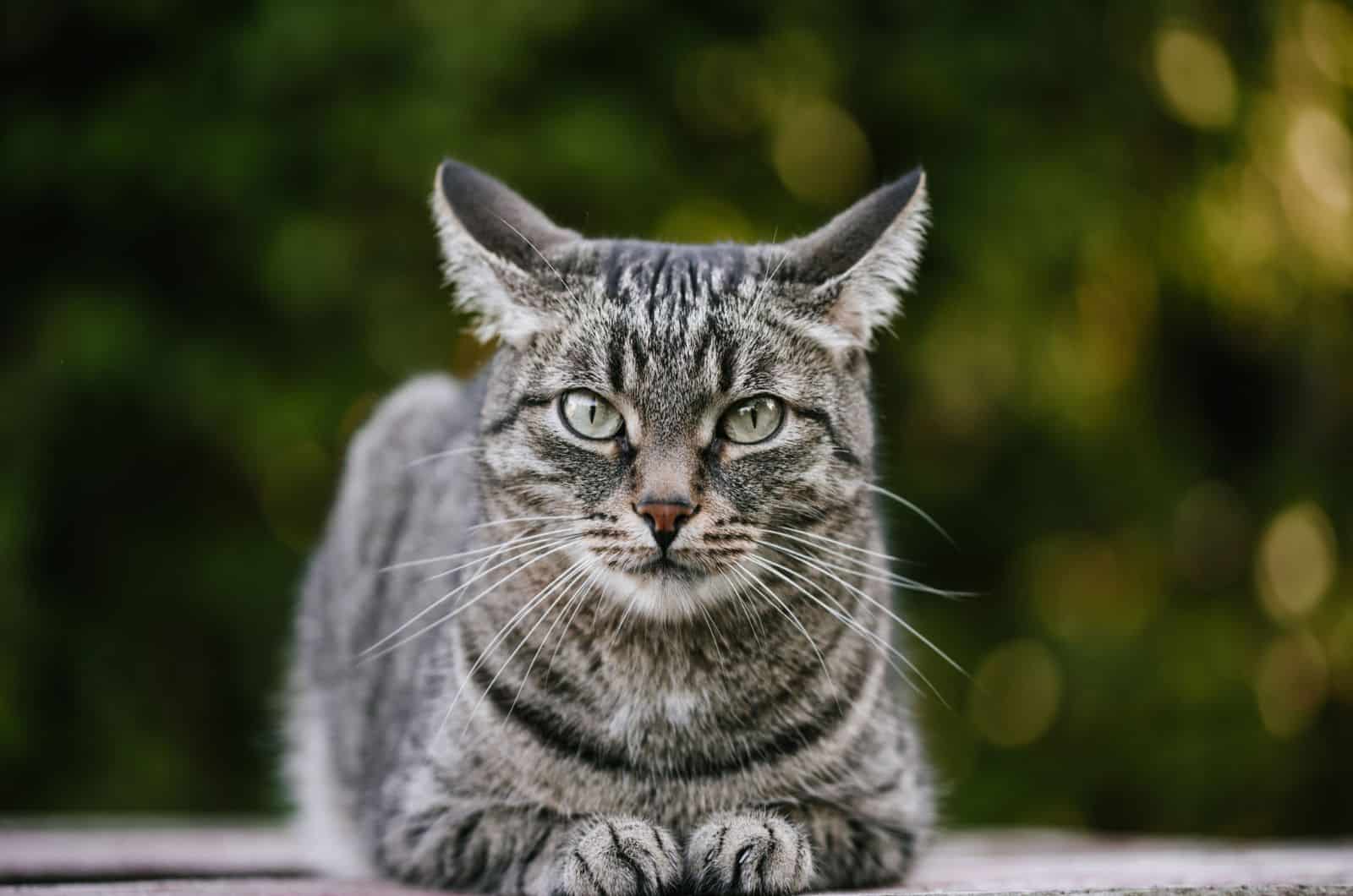 cat is laying on a old wooden table