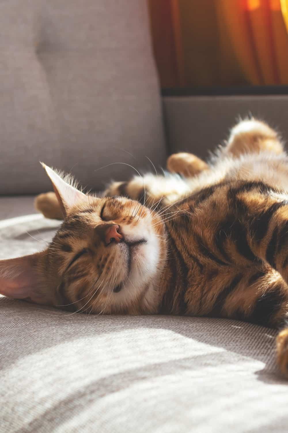 cat laying in the house