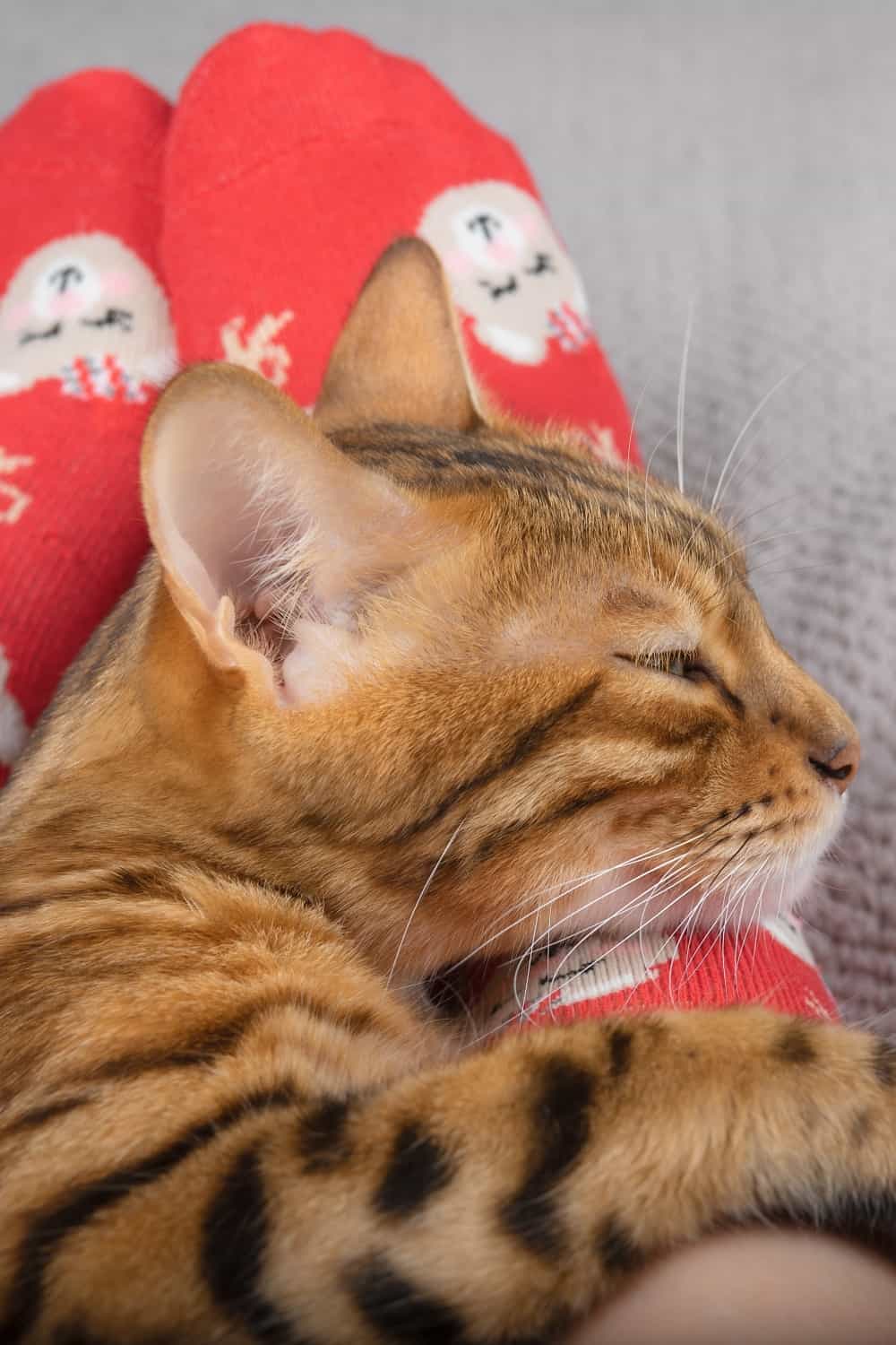 cat laying on owner socks