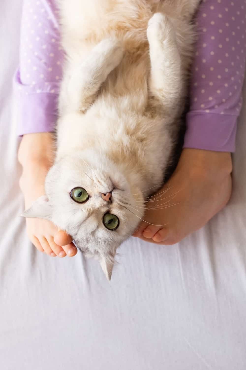 cat laying on owners feet