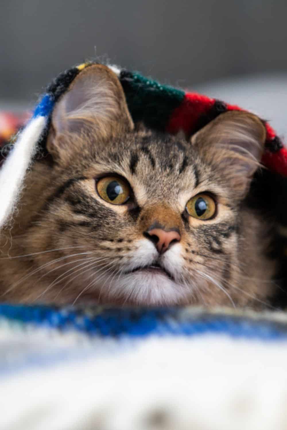 cat laying under the blanket