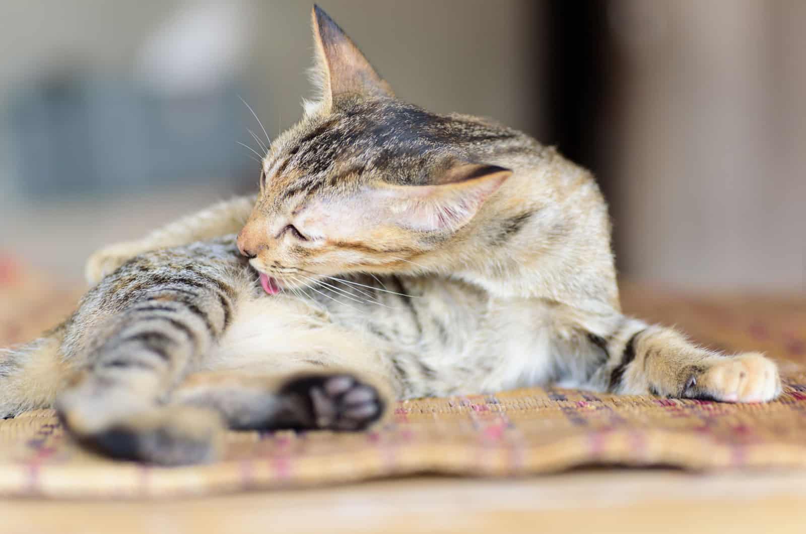 cat licking itself