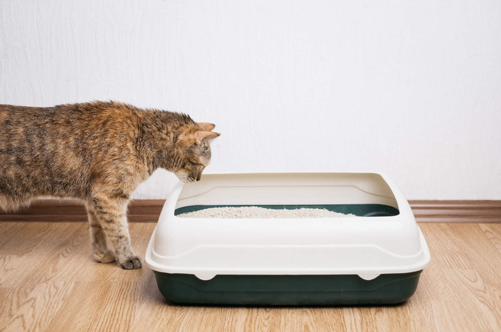 cat looking at a litter box