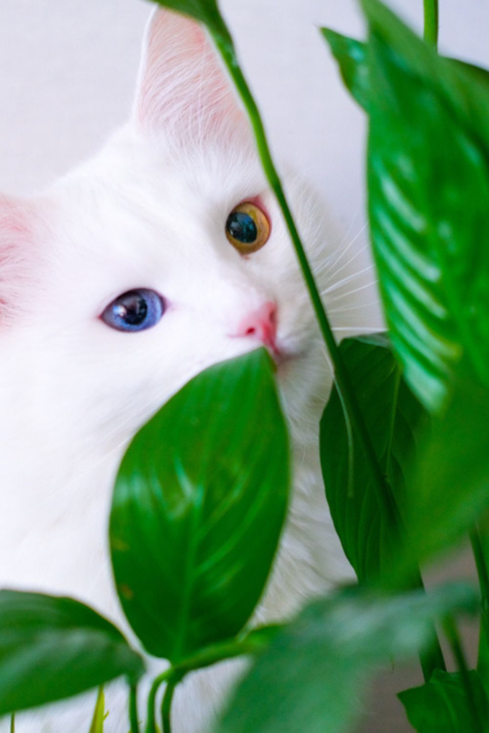 cat looking at peace lily flower