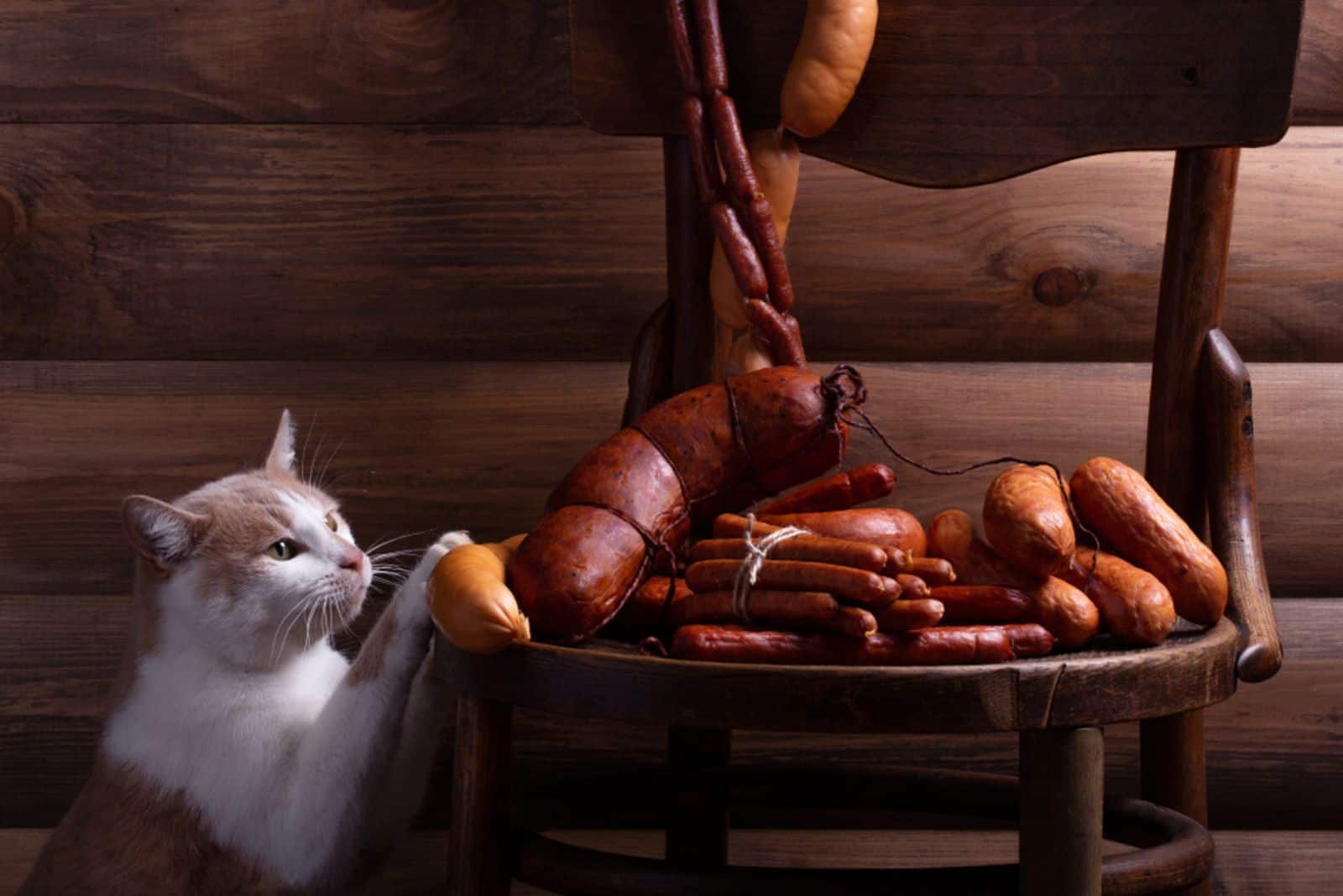 cat looking at sausages on the chair