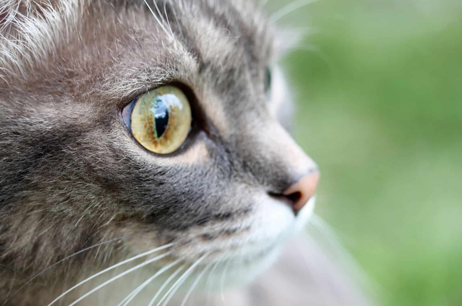 cat looking away