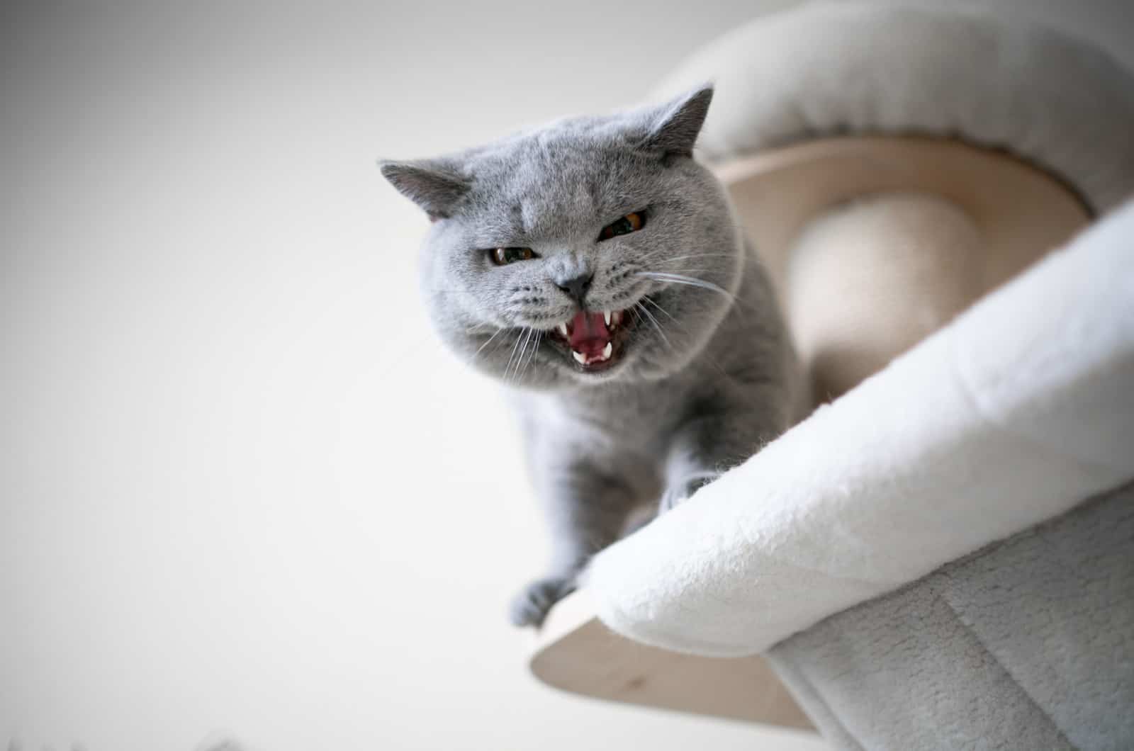 cat looking down from scratching post hissing