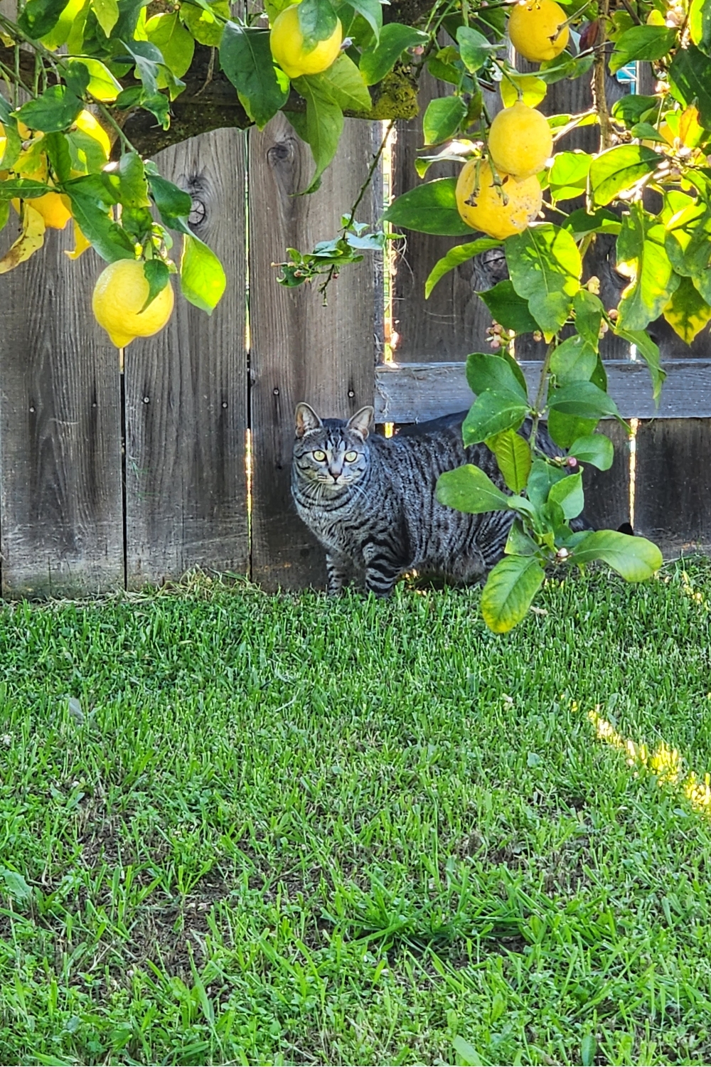 cat looking ta lemon tree in the yard