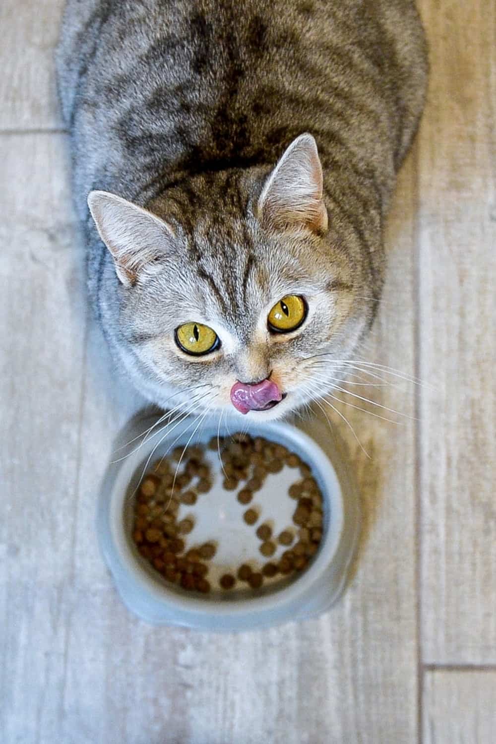 cat looking up with food in front of it