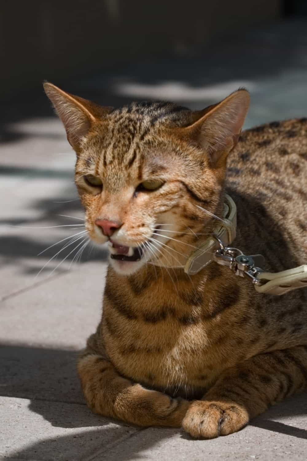 cat lying and showing teeth