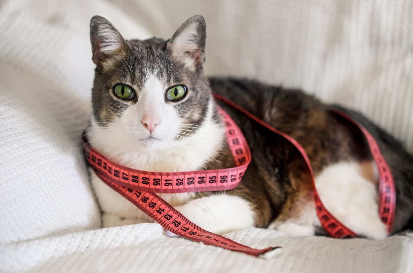 cat lying down with a measuring tape