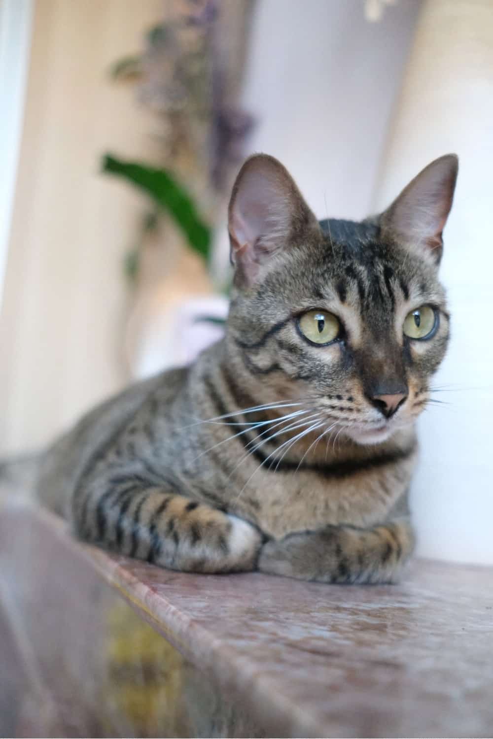 cat lying indoors