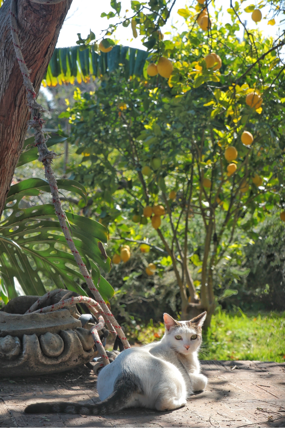 cat lying next to a lemon tree outdoors