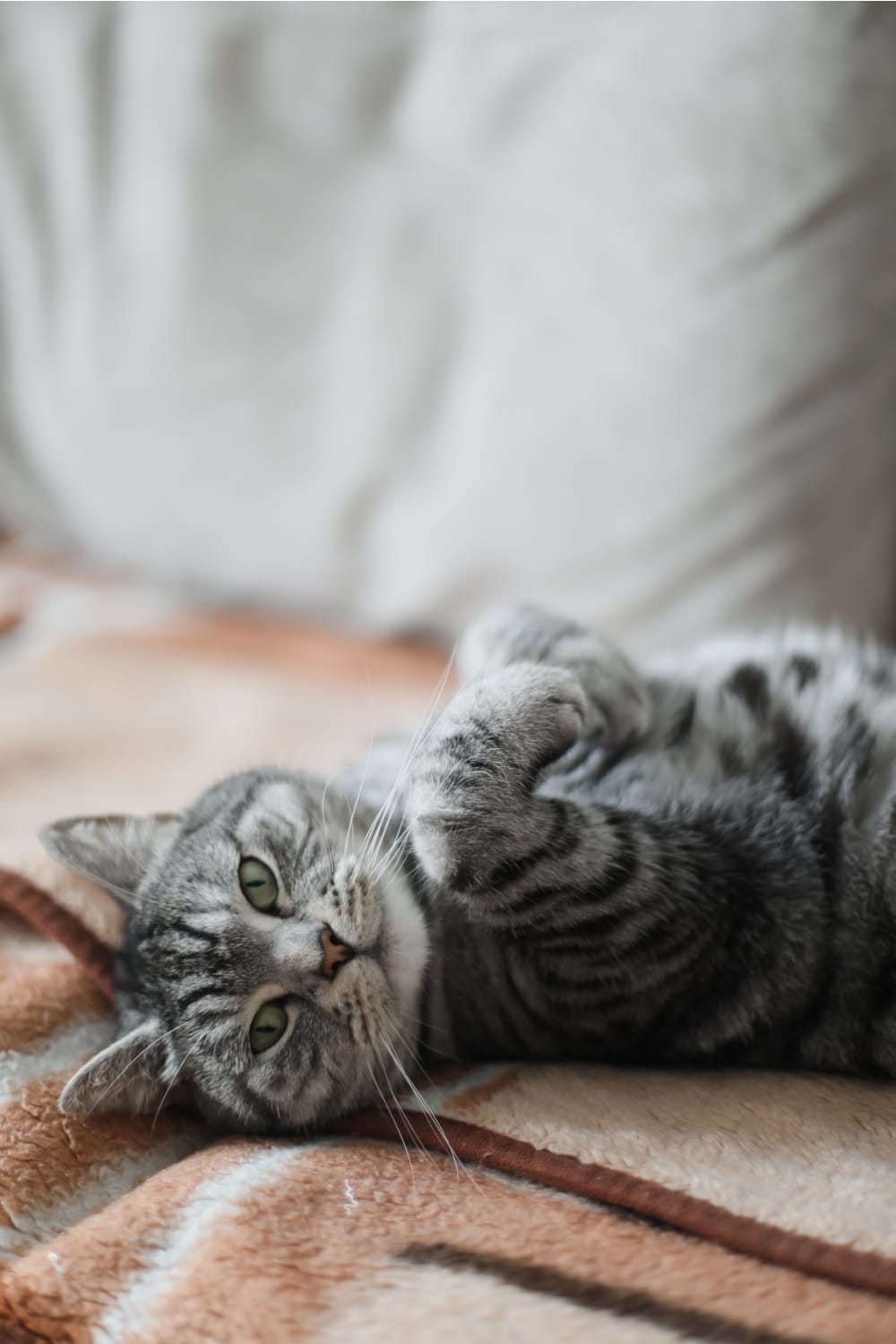 cat lying on its back