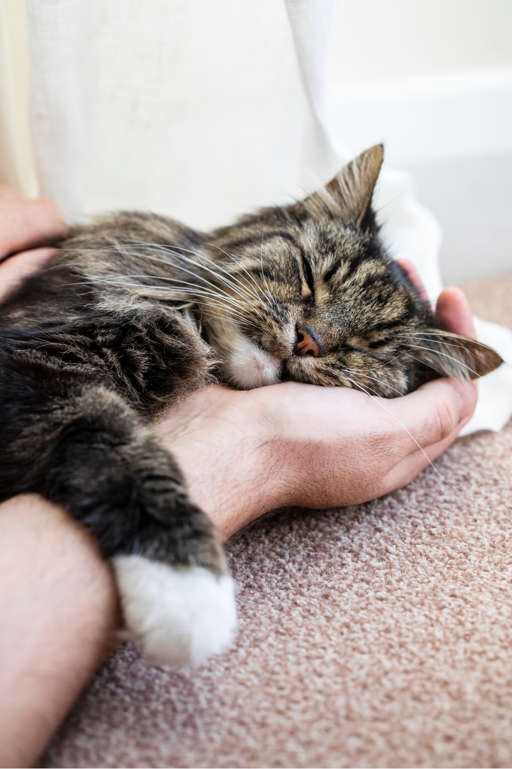 cat lying on man's hand sleeping