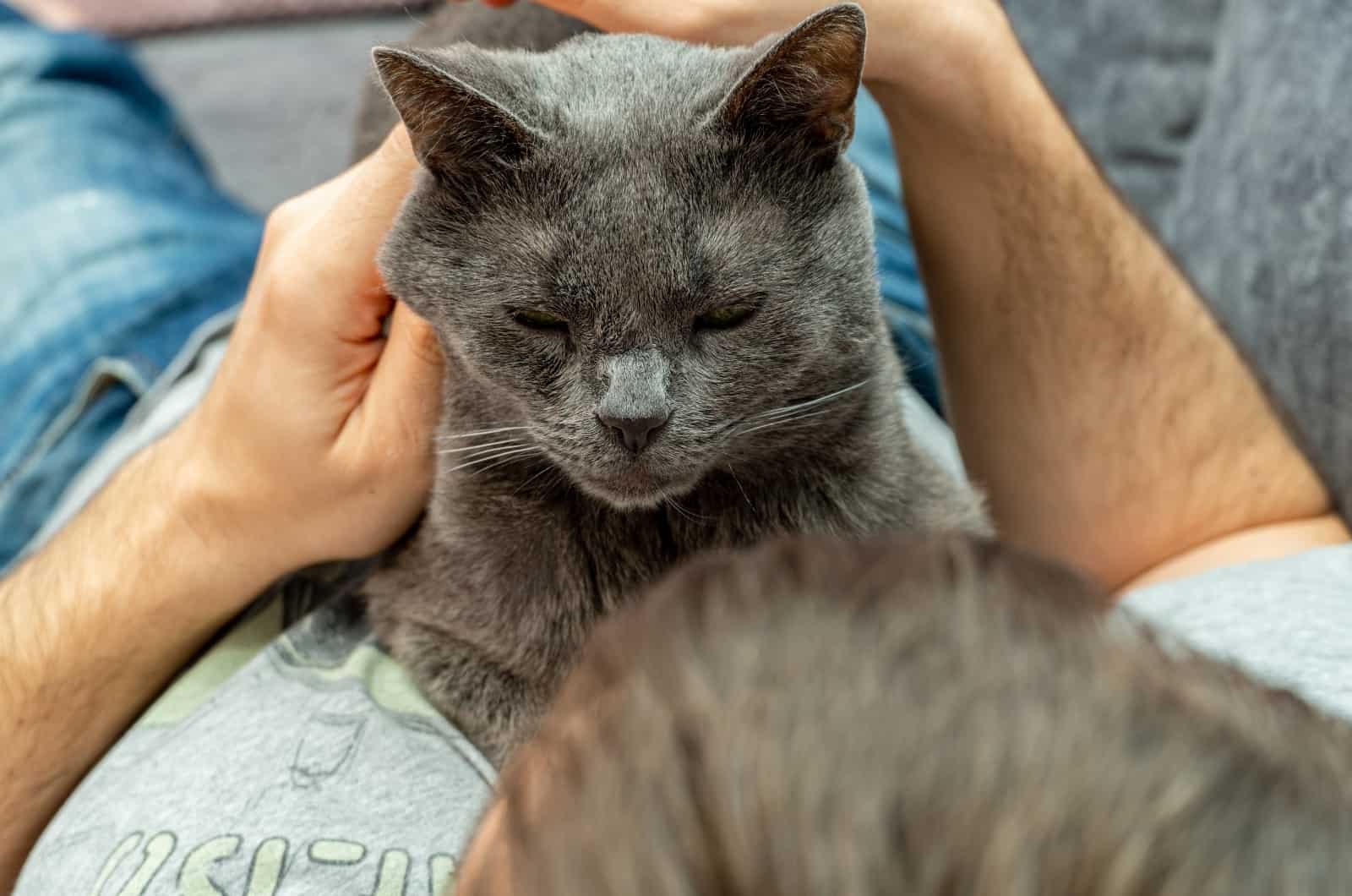 cat lying on owner