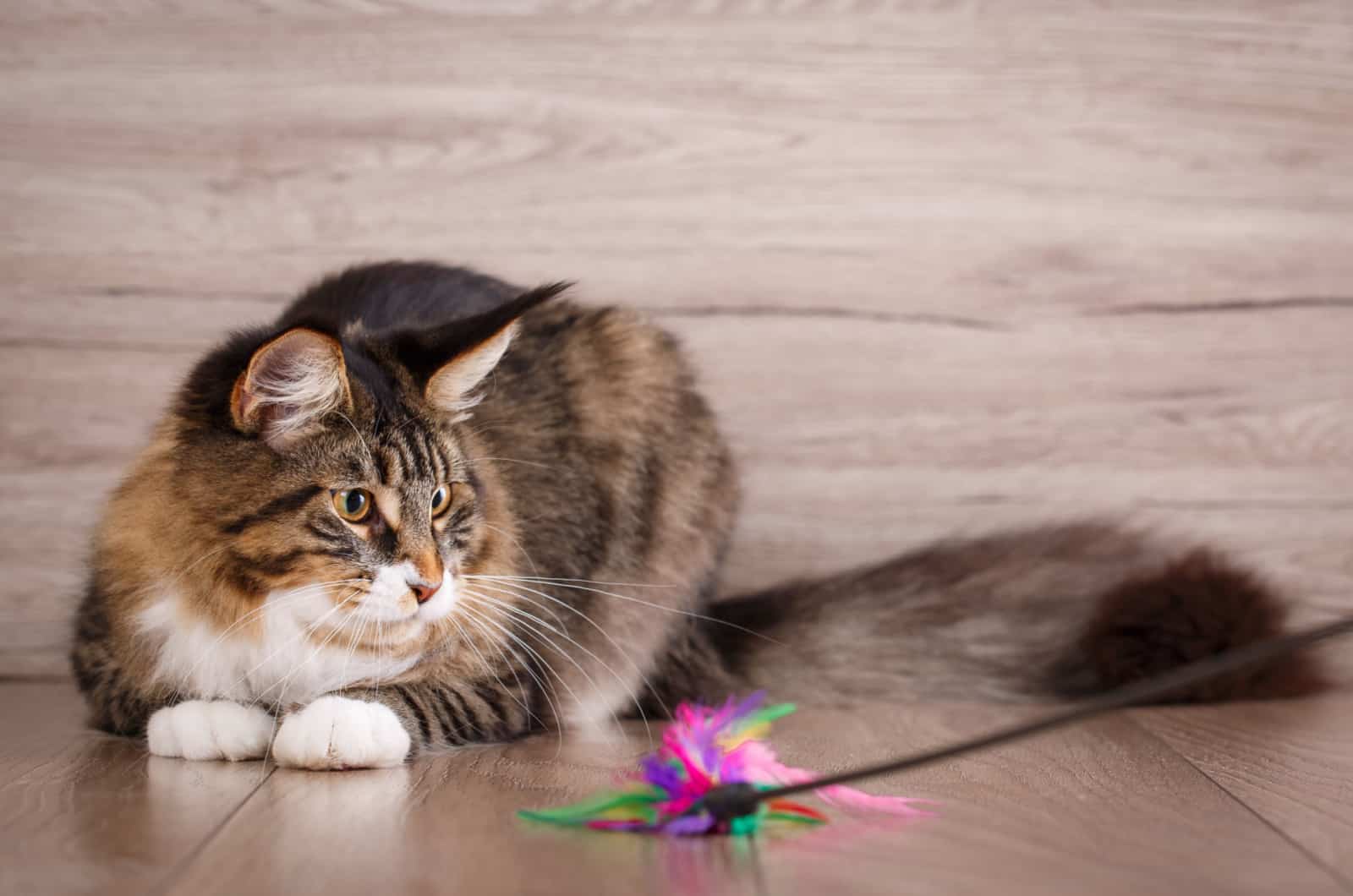 cat lying on the floor and playing with a hunting toy