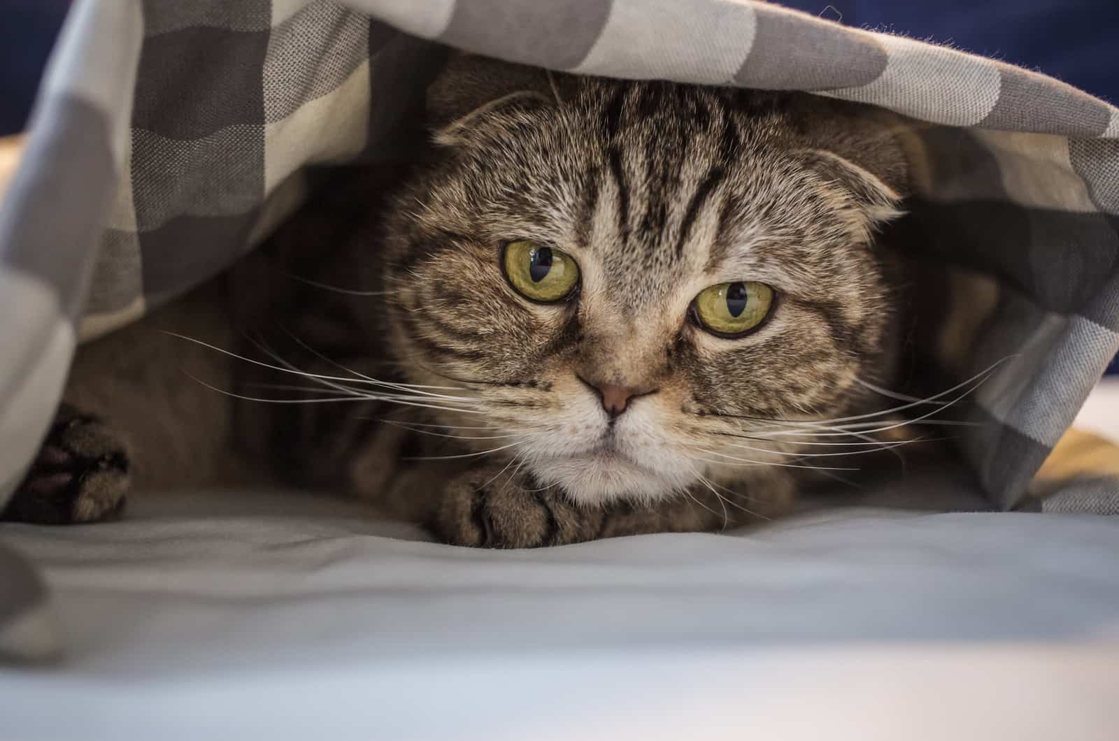 cat lying under a blanket