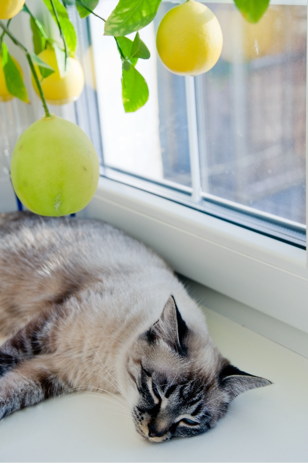 cat lying under a lemon tree