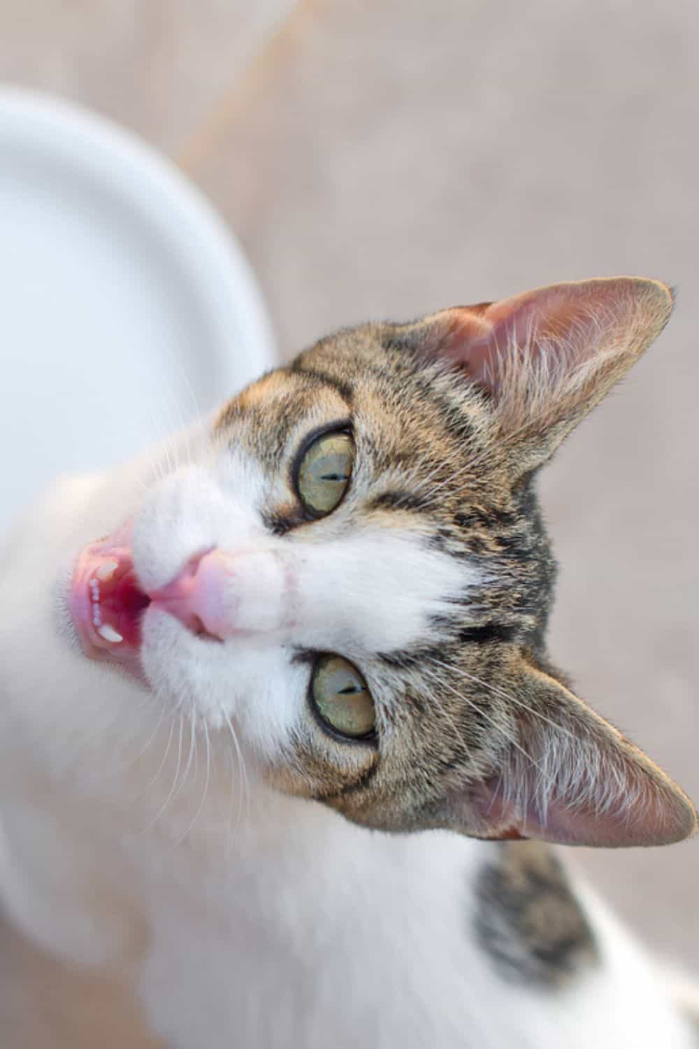 cat meowing above the bowl with food