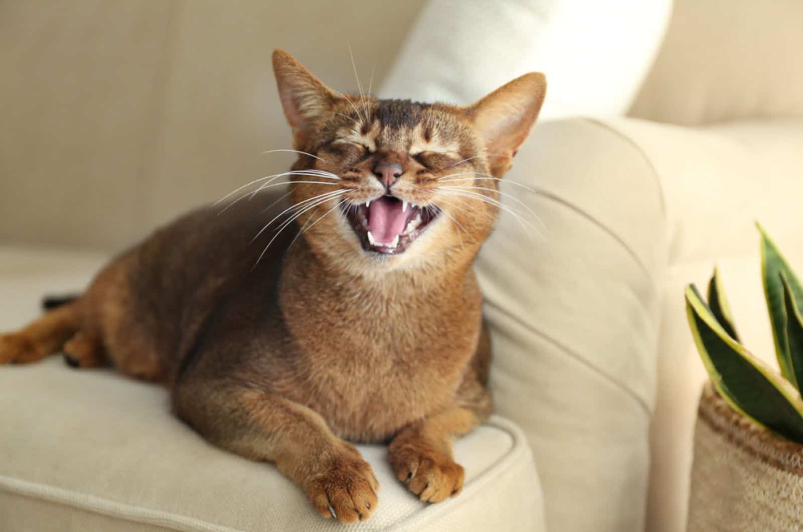 cat meowing on the couch