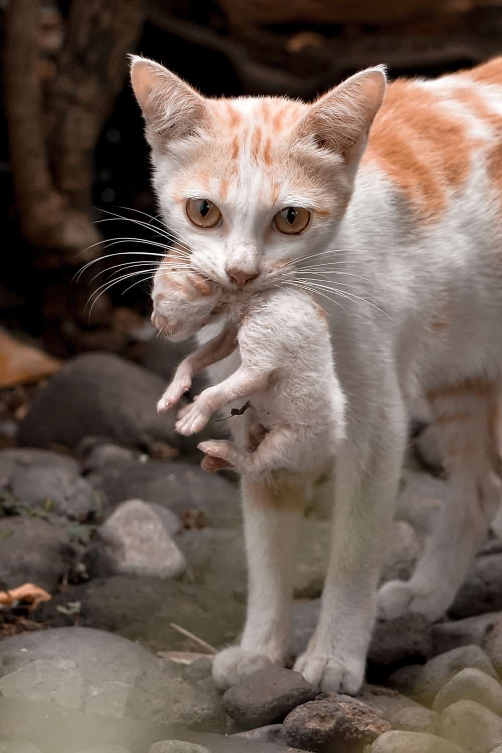 cat moving her kitten